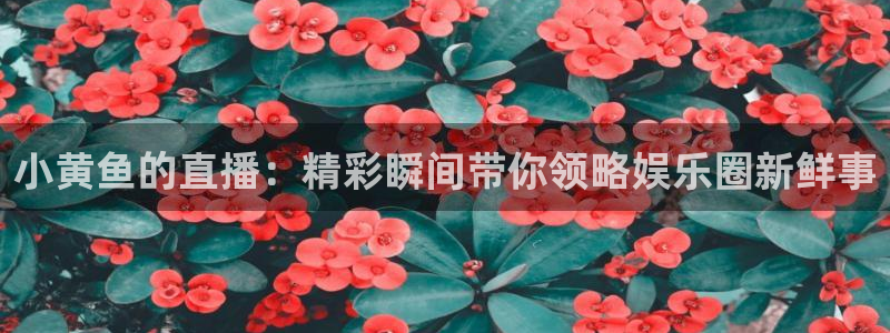 nba直播极速体育直播吧：小黄鱼的直播：精彩瞬间带你领略娱乐圈新鲜事