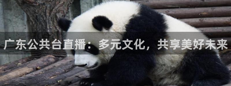 极速体育视频直播在线观看：广东公共台直播：多元文化，共享美好未来